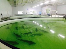 Рыбзавод «Caspian Royal Fish»