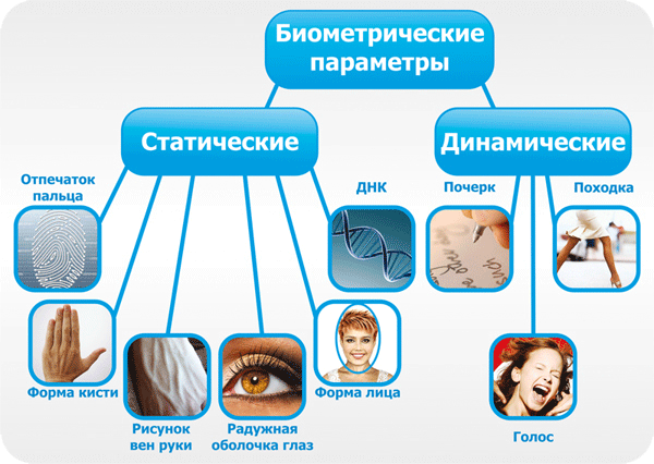 Рисунок 2. Типы и виды биометрических параметров
